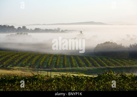 Am frühen Morgennebel in den Weinbergen. Hunter Valley, New-South.Wales, Australien Stockfoto