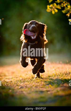 Ein brauner Cockerspaniel ausgeführt, Hintergrundbeleuchtung von der Abendsonne Stockfoto