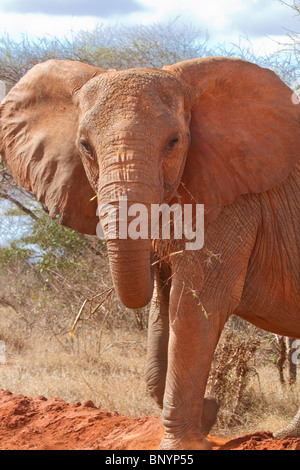 Afrikanischer Elefant (Loxodonta africana), den Tsavo Ost Nationalpark, Kenia Stockfoto