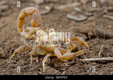 Skorpionbabys mit gestreifter Rinde