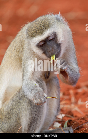 Meerkatze (Chlorocebus pygerythrus) Essen eine Bohne, Tsavo Ost Nationalpark, Kenia Stockfoto