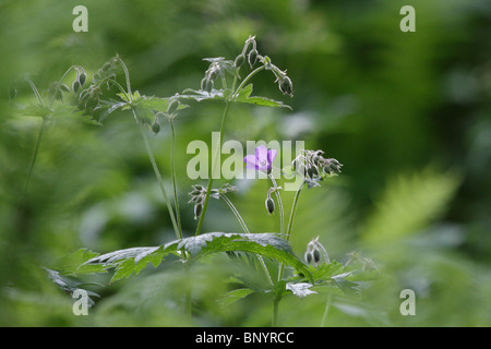 Geranium Robertianum, Herb Robert in Norwegen auf Landstrykerstien, Hamaroy Stockfoto