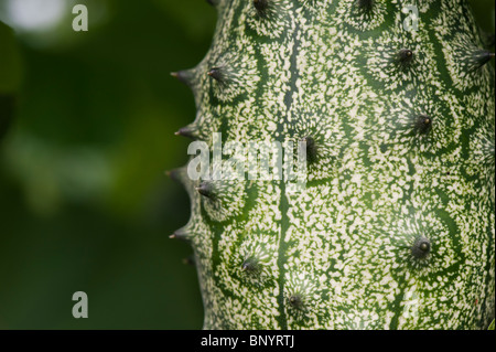 Cucumis Metuliferus. Gehörnte Melone Gurke Stockfoto