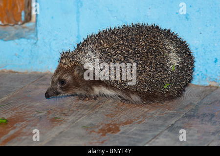 Der Erwachsene Igel sitzt auf Schwelle, Seitenansicht. Stockfoto