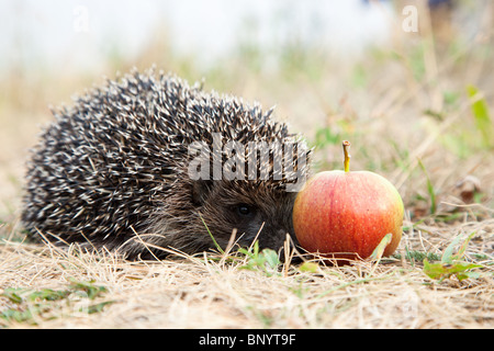 Die jungen Igel hat am roten Apfel versteckt. Stockfoto