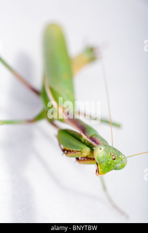 Gottesanbeterin aus der Mantodea-Bestellung Stockfoto