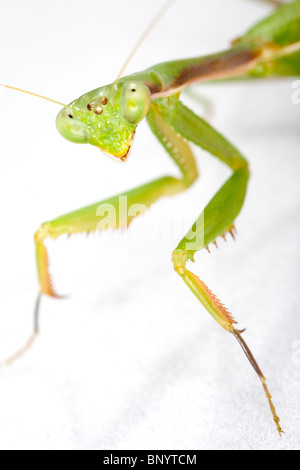 Gottesanbeterin aus der Mantodea-Bestellung Stockfoto