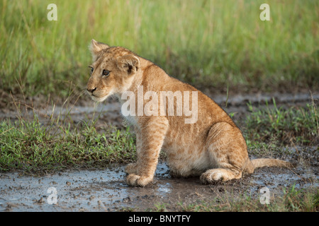 Lion Cub, Masai Mara, Kenia Stockfoto