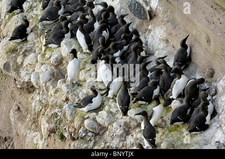 Gemeinsamen wärmeren / gemeinsame Trottellumme (Uria Aalge) Verschachtelung Kolonie auf den Klippen an der Fowlsheugh Natur Reservat, Schottland, UK Stockfoto