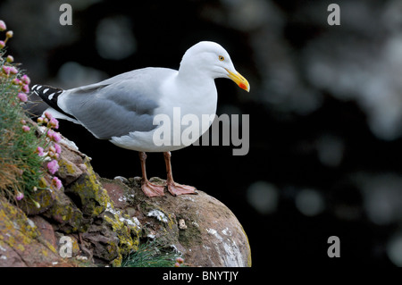 Europäische Silbermöwe (Larus Argentatus) Op Felsen im Meer Klippe am Fowlsheugh Natur-reserve, Schottland, UK Stockfoto