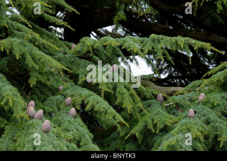 Libanon-Zeder / Cedrus Libani - eine stattliche Feature-Struktur. Zweige mit ihren markanten Zapfen zeigt hautnah. Stockfoto