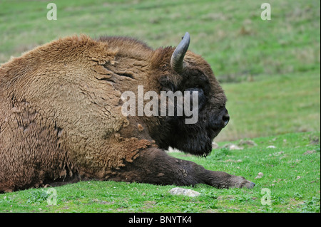 Wisent / Europäische Bison (Bison Bonasus) ruhen im Grünland Stockfoto