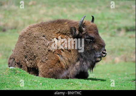 Wisent / Europäische Bison (Bison Bonasus) ruhen im Grünland Stockfoto