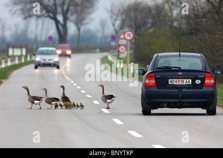 Familie der Graugans, paar Graylag Gänse (Anser Anser), mit seiner frisch geschlüpften Gänsel überqueren eine belebte Straße, Österreich Stockfoto