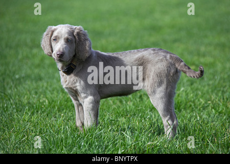 Weimaraner (Canis Lupus Familiaris) Hund, langhaarige Welpen in Feld, Deutschland Stockfoto