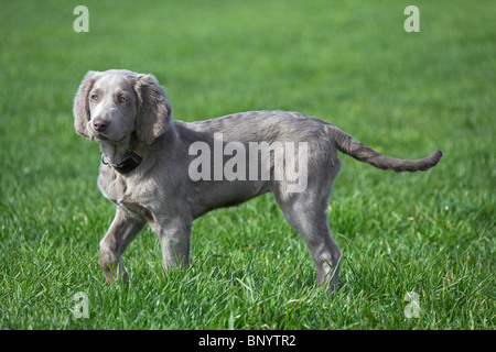 Weimaraner (Canis Lupus Familiaris) Hund, langhaarige Welpen in Feld, Deutschland Stockfoto