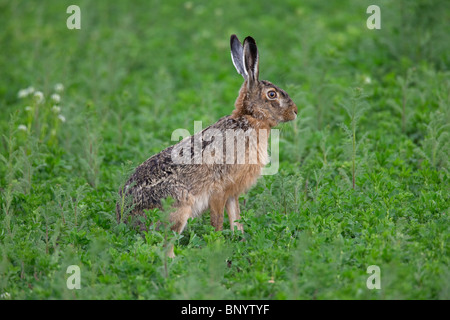 Braun Feldhase (Lepus Europaeus) sitzen im Feld, Deutschland Stockfoto