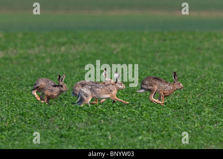 Brown-Feldhase (Lepus Europaeus), Böcke jagen Doe während der Brutzeit, Deutschland Stockfoto