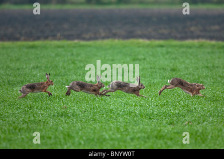 Brown-Feldhase (Lepus Europaeus), Böcke jagen Doe während der Brutzeit, Deutschland Stockfoto