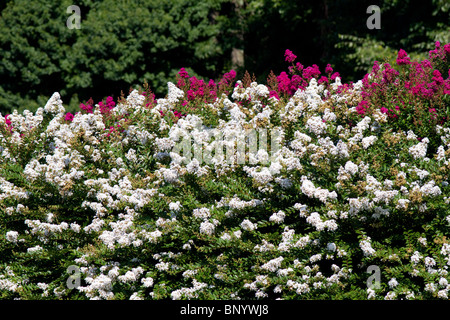 Eine große Trauerflormyrte Strauch Lagerstroemia Indica Zuni Lythraceae Stockfoto