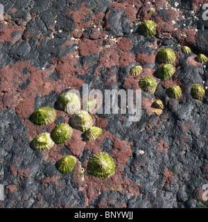 Schließen Up der gemeinsamen Napfschnecken (Patella Vulgaris) aus Wasser eingehalten bis Rock Stockfoto