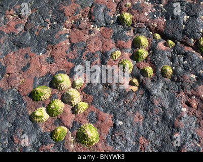 Schließen Up der gemeinsamen Napfschnecken (Patella Vulgaris) aus Wasser eingehalten bis Rock Stockfoto