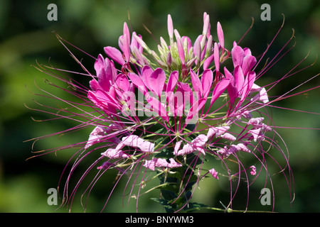 SPINNE BLUME CLEOME SPINOSA Stockfoto