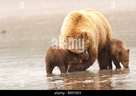 Stock Foto von einem Mutter Braunbär lehren ihre jungen, auf das Wattenmeer, Lake-Clark-Nationalpark, Alaska clamming gehen. Stockfoto