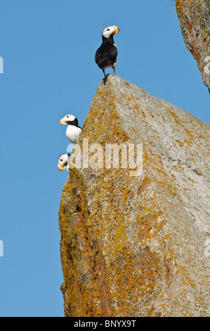 Stock Foto von drei gehörnten Papageientaucher thront auf einem Felsen. Stockfoto