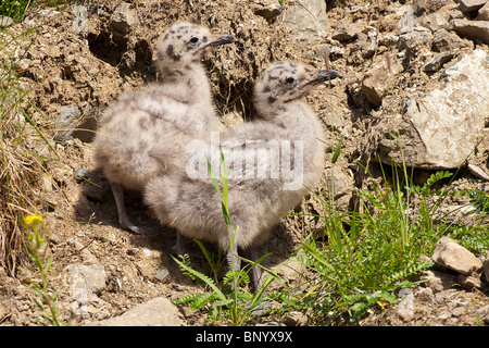 Stock Foto von Glaucous geflügelte Möwe Küken in ihren Nistplatz auf einer Insel vor der Küste des Lake Clark National Park. Stockfoto