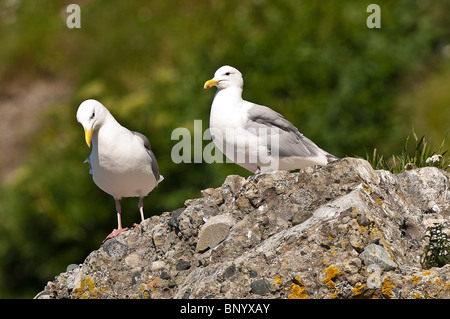 Stock Foto von einem Glaucous geflügelte Möwe in der Vegetation. Stockfoto