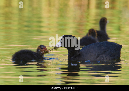 Eurasische Blässhuhn (Fulica Atra) Fütterung eine Wasserpflanze, die Küken Stockfoto