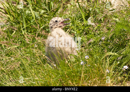 Stock Foto ein Glaucous geflügelte Möwe Küken in ihren Nistplatz auf einer Insel vor der Küste des Lake Clark National Park. Stockfoto