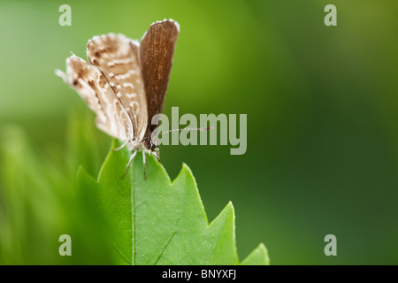 Vordere Staatsschuldverschreibungen Blick auf ein Geranium Bronze Schmetterling (Cacyreus Marshalli). Stockfoto