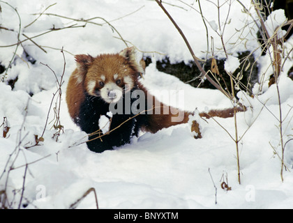 Rot oder kleinere Panda im Schnee, Wolong, Provinz Sichuan, China Stockfoto