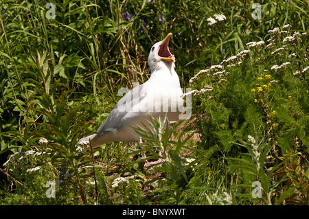 Stock Foto von einem Glaucous geflügelte Möwe in der Vegetation. Stockfoto