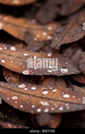 Wassertropfen auf braunem Laub auf dem Boden nach Regen im Spätherbst. Stockfoto