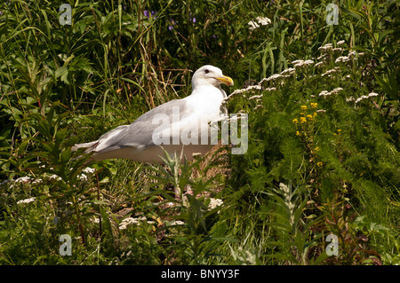 Stock Foto von einem Glaucous geflügelte Möwe in der Vegetation. Stockfoto