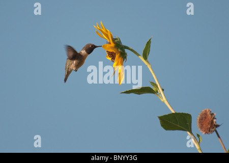 Weiblicher schwarzer-chinned Kolibri Fütterung auf eine Sonnenblume, Zentral-Kalifornien, Sommer Stockfoto