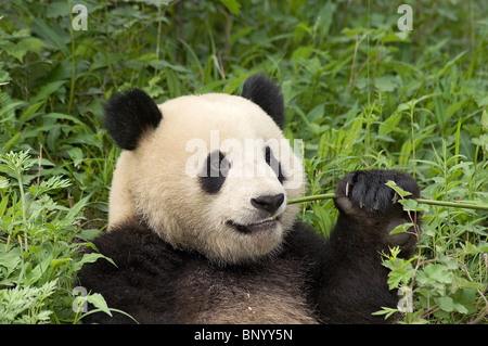 Giant Panda sitzend füttern, Wolong, Sichuan, China Stockfoto