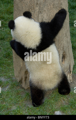Giant Panda Cub umarmt einen Baum, Wolong, Provinz Sichuan, China Stockfoto