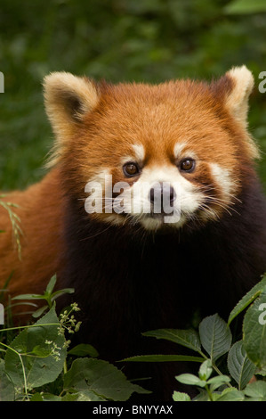 Rot oder kleinere Panda Wolong, Provinz Sichuan, China Stockfoto