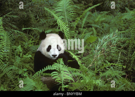 Giant Panda Fütterung auf Bambus unter Farnen, Wolong, Provinz Sichuan, China Stockfoto