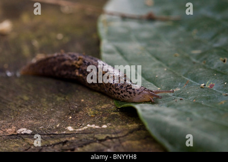 Graue Schnecke - USA Stockfoto