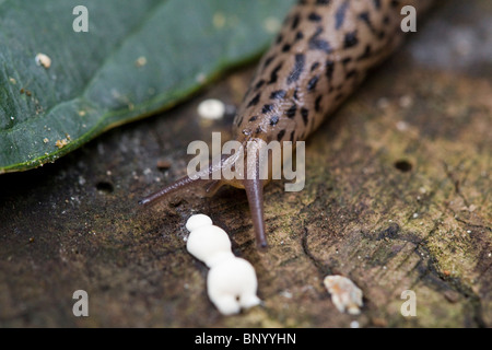 Graue Schnecke - USA Stockfoto