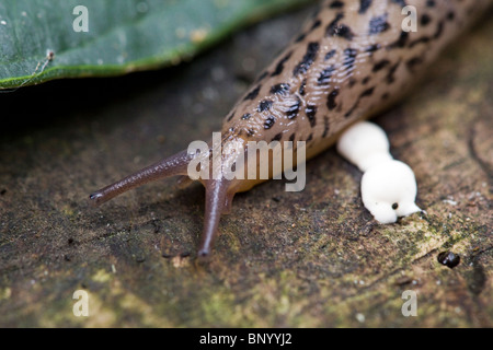 Graue Schnecke - USA Stockfoto