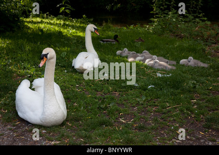 Familie der Höckerschwäne mit Cygnets (Cygnus Olor), Alresford, Hampshire, England. Stockfoto