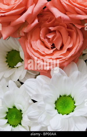 Blumen in der Nähe von - Chrysanthemen und rosa Rosen Stockfoto