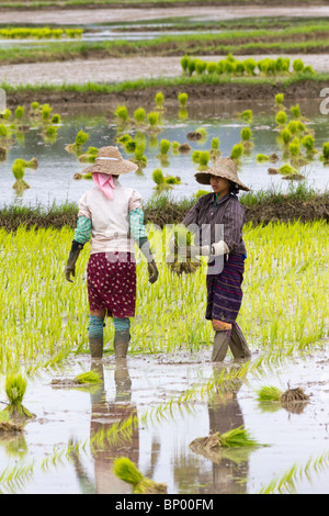 Frauen arbeiten im Reisfeld, Nyaung Shwe Bezirk, Inle-See, Myanmar Stockfoto