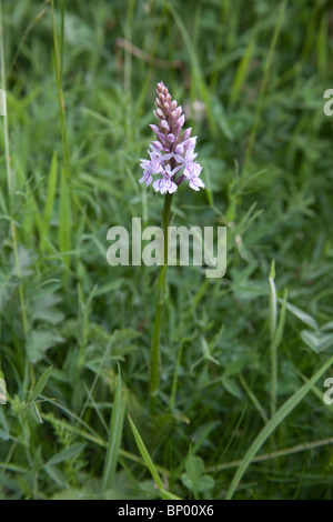 Gemeinsamen entdeckt Orchideen, Hampshire, England, Vereinigtes Königreich. Stockfoto